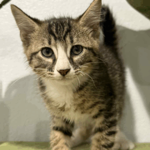 Mitts- Male