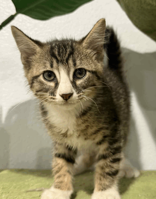 Mitts- Male