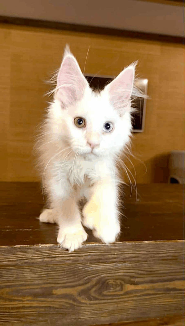 Pearla-Female - Image 4