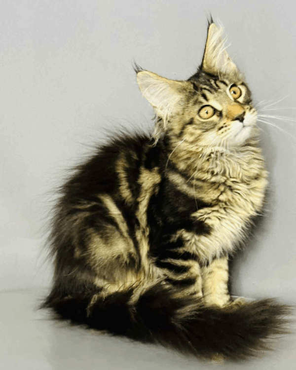 Ali-Female - Image 8