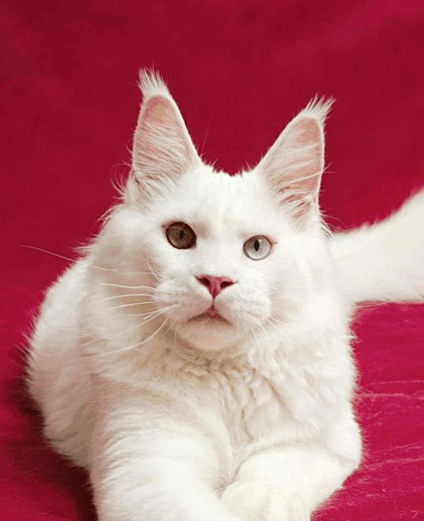 Yuki-Male