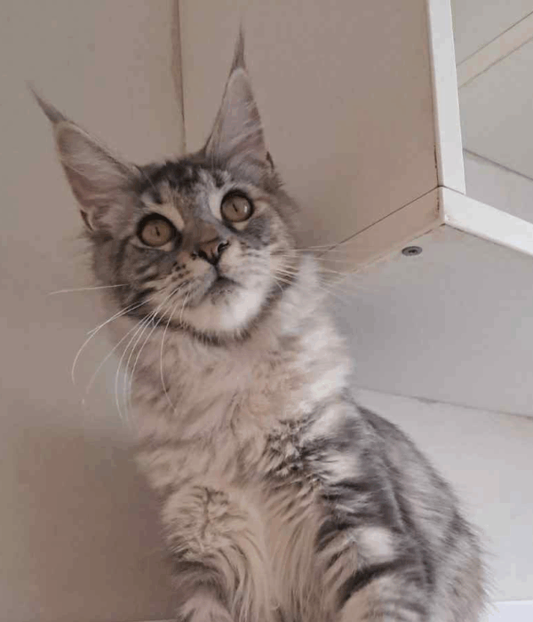 Betty-Female
