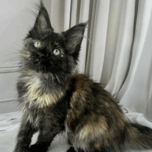 Fiona-Female