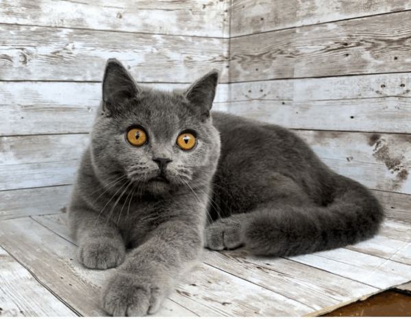 Storm-Male - Image 13