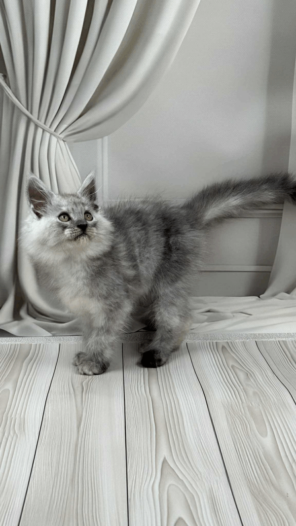 Gatu-Male - Image 2
