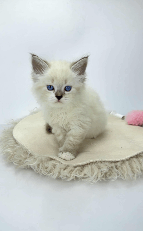 Renie-Male - Image 5