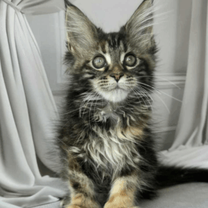 Fendi-Female