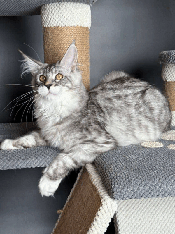 Zeus-Male - Image 5