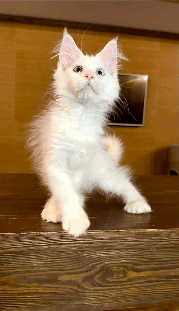Pearla-Female - Image 3
