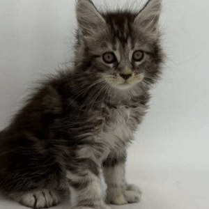 Ella-Female