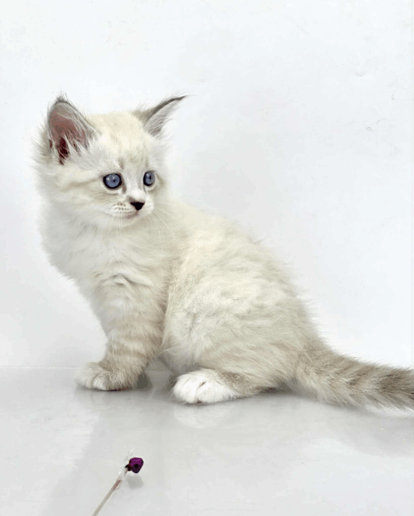 Rurik-Male - Image 8