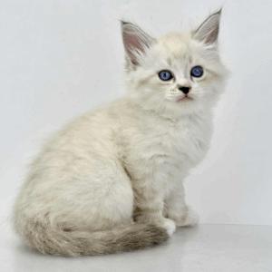 Rurik-Male