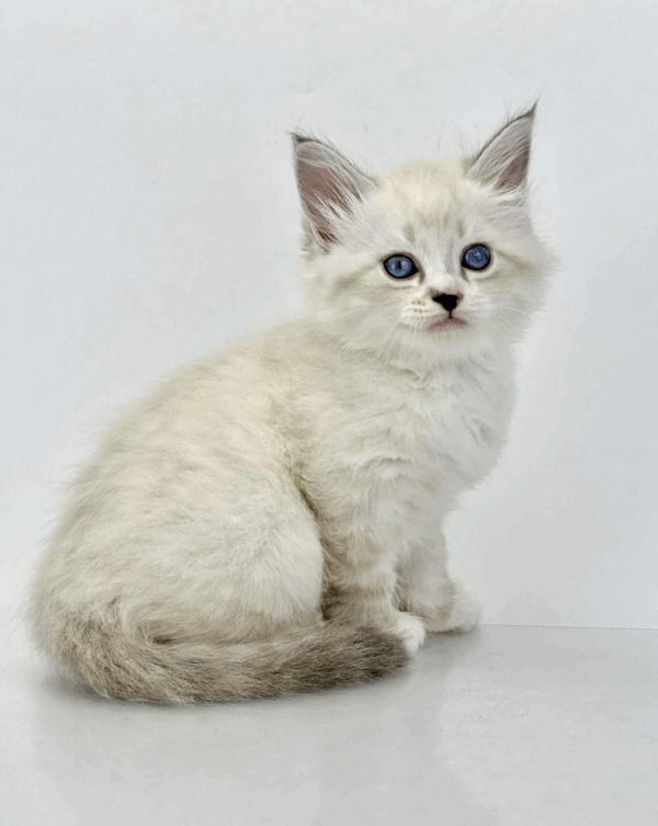 Rurik-Male