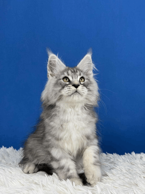 Rocco-Male - Image 5