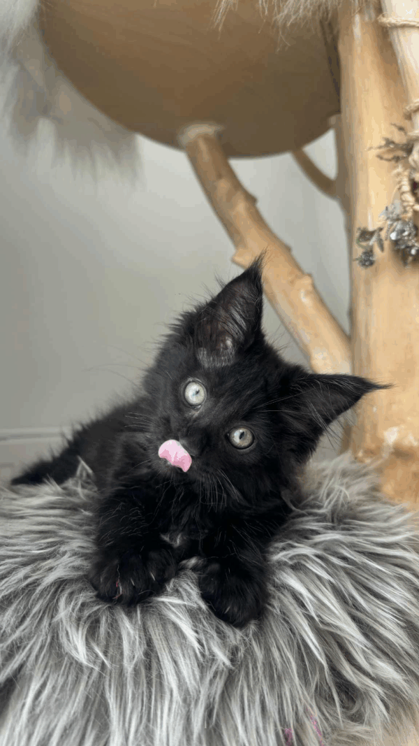 Feodor-Male - Image 5