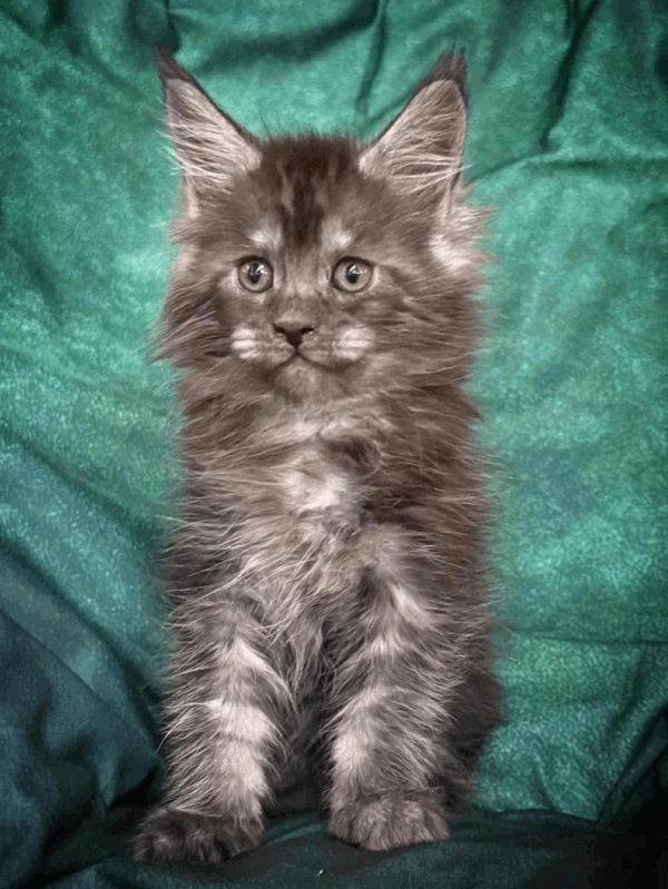 Odin-Male - Image 4