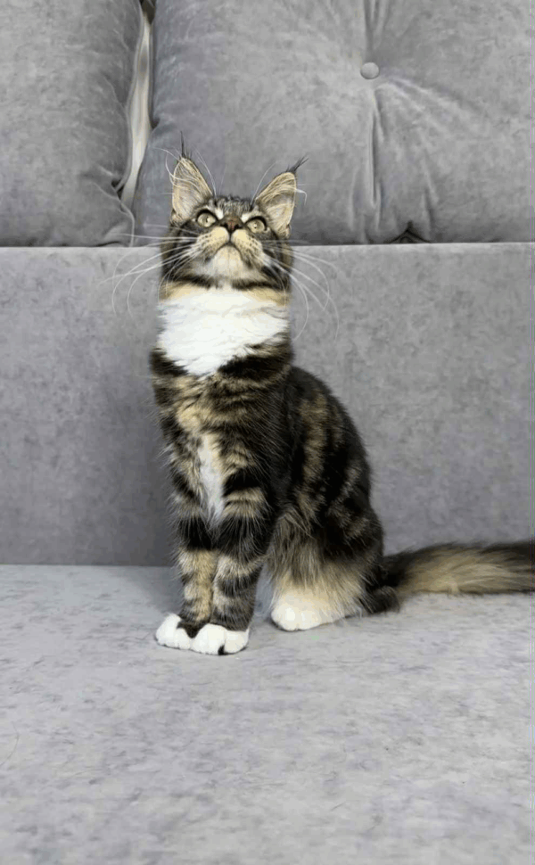 Mimi-Female - Image 6