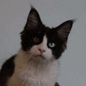 Angel-Female