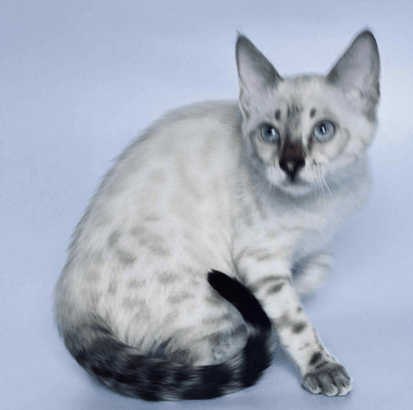 Xola-Female - Image 2