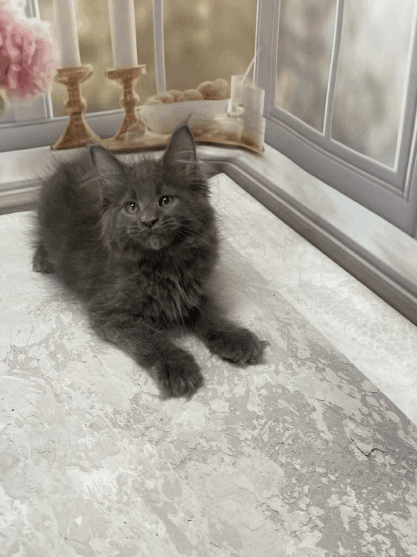 Maestro-Male - Image 4