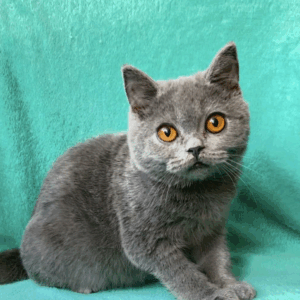 Storm-Male