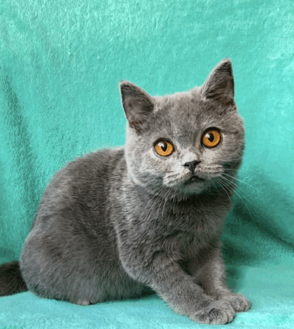 Storm-Male