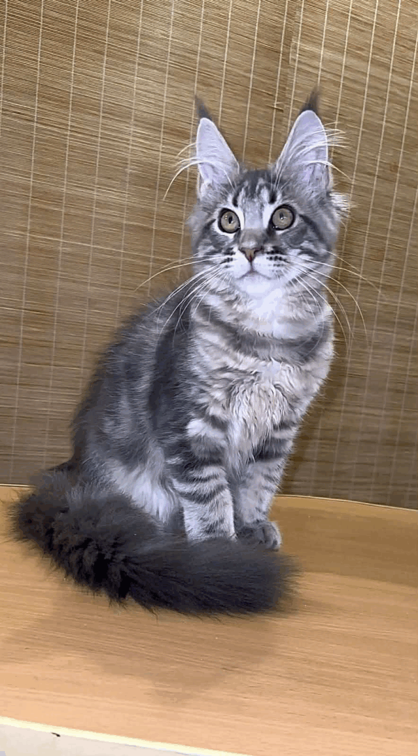 Shakira-Female - Image 10