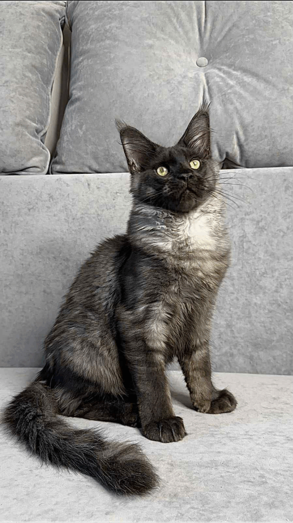 Kazimir-Male - Image 6