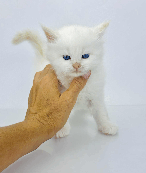 Spencer-Male - Image 7