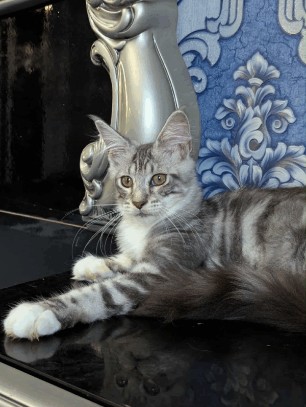 Xena-Female - Image 9