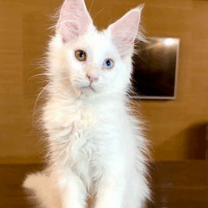 Pearla-Female