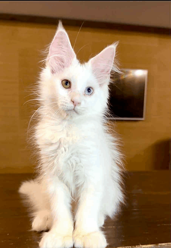 Pearla-Female