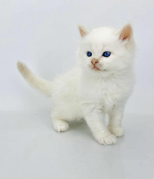 Spencer-Male - Image 6
