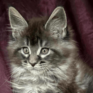 Persey-Male