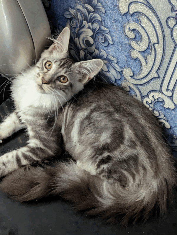 Xena-Female - Image 11