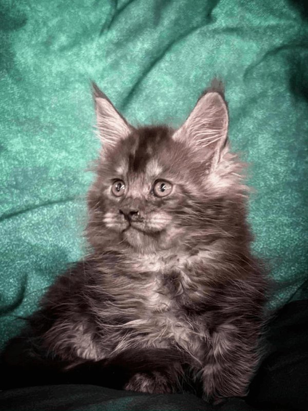 Odin-Male - Image 3