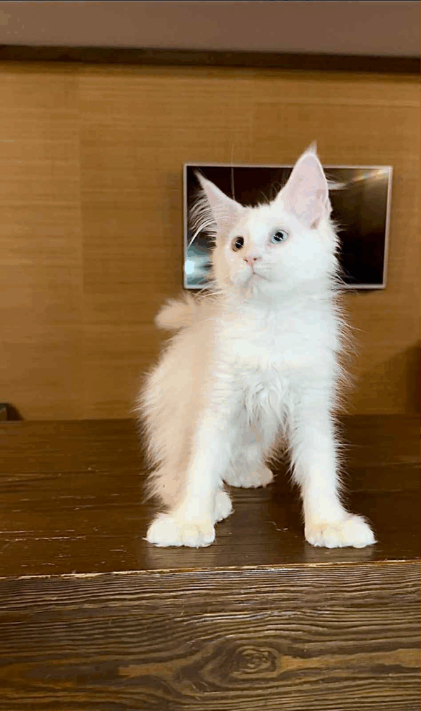 Pearla-Female - Image 2