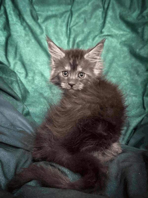 Odin-Male - Image 6