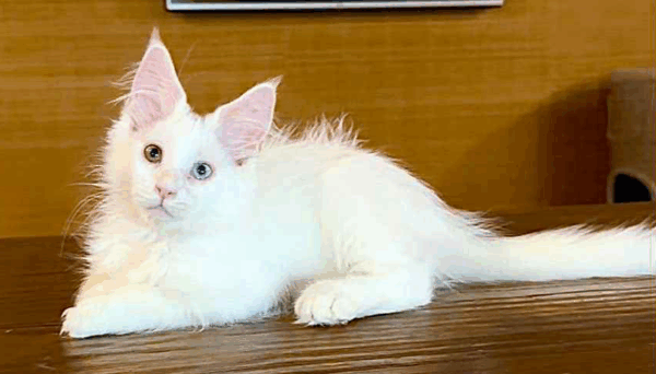 Pearla-Female - Image 5