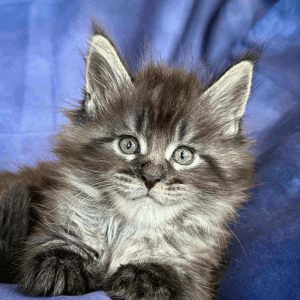 Persey-Male