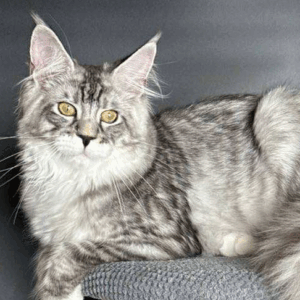 Zeus-Male