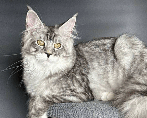 Zeus-Male