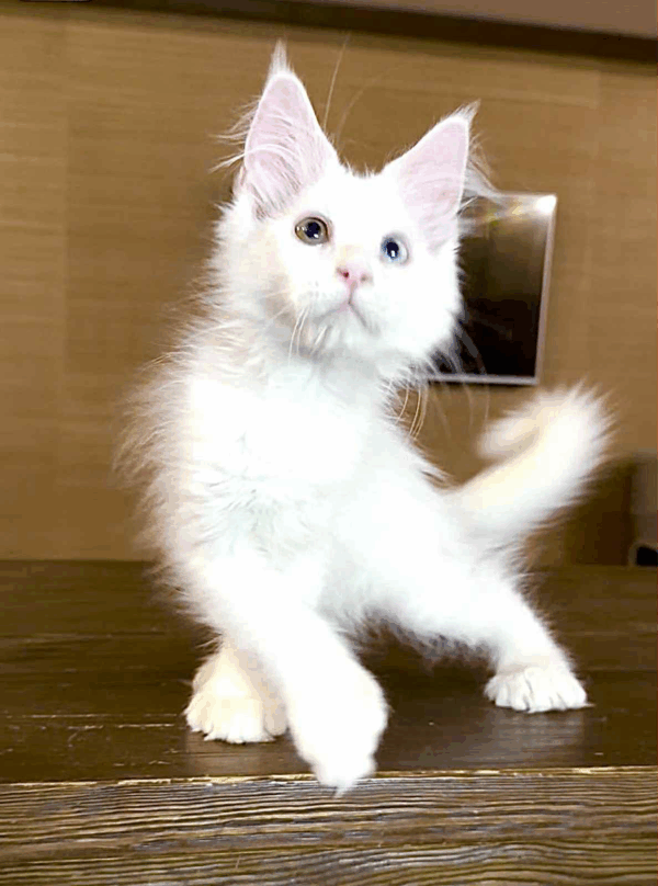 Pearla-Female - Image 10