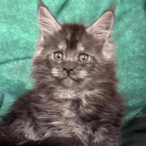 Odin-Male