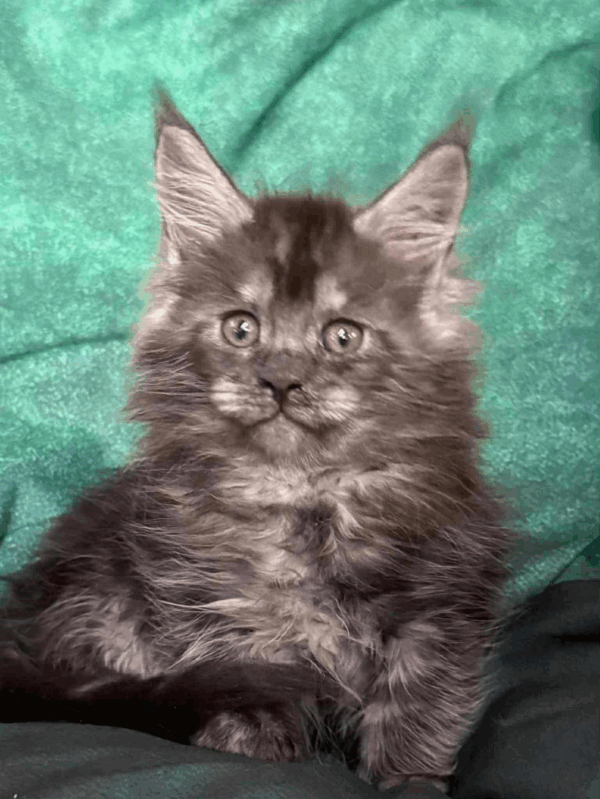 Odin-Male