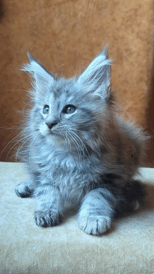 Yoshka-Male - Image 9
