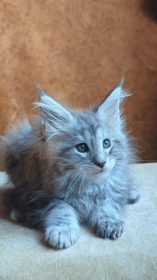Yoshka-Male - Image 4