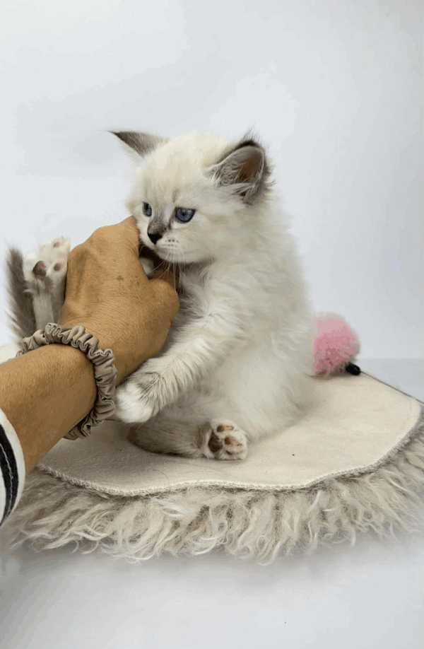 Renie-Male - Image 4