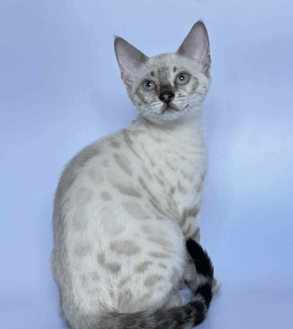 Xola-Female