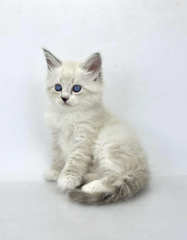 Rurik-Male - Image 5